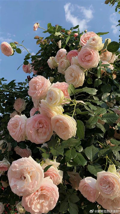 វ៉ែនតារ៉ាំរ៉ៃ